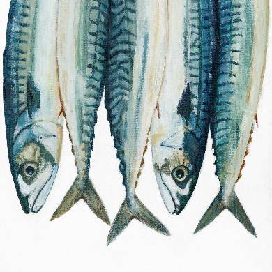 Mackerel