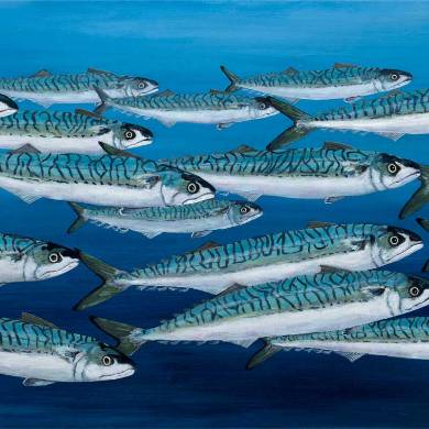 Mackerel Swimming