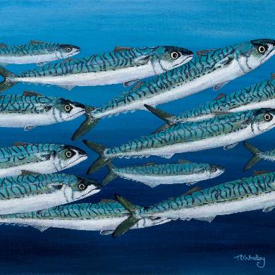 Mackerel Swimming