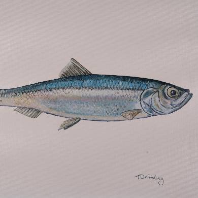 Herring
